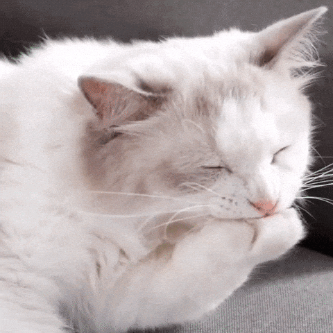 d23f8c3fbeaa1a947f5ce13726e58b73_480x480.gif (480×480)